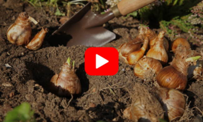 Planting bulbs
