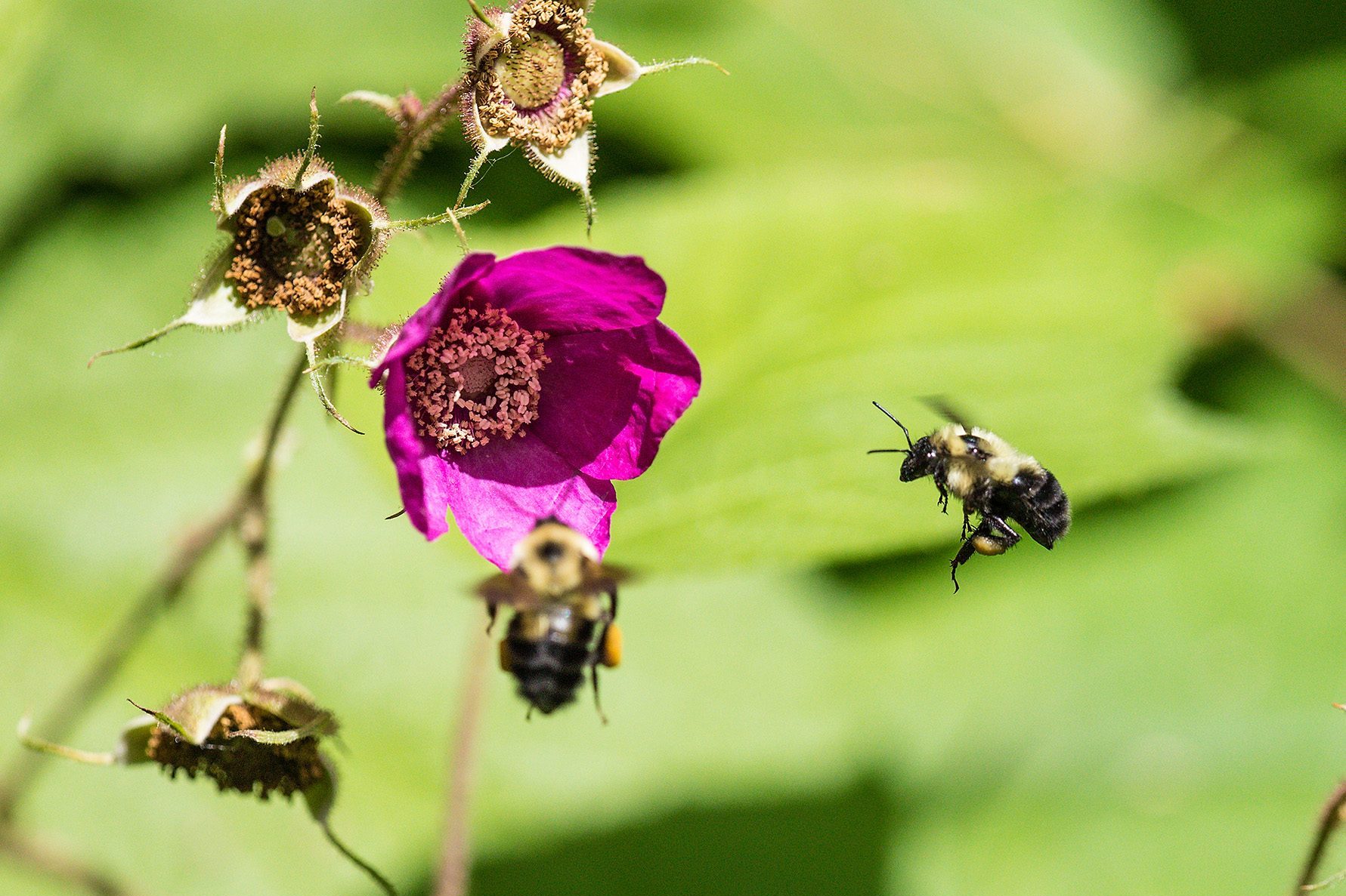 Bumblebees flying around a purple flower.