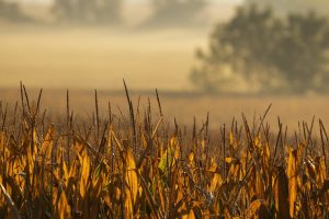 Natural Sciences, Plants & Soils