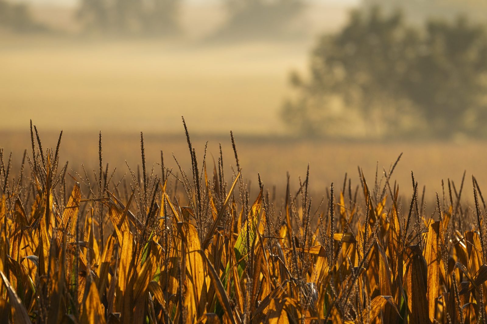 Hazy g olden hour corn field