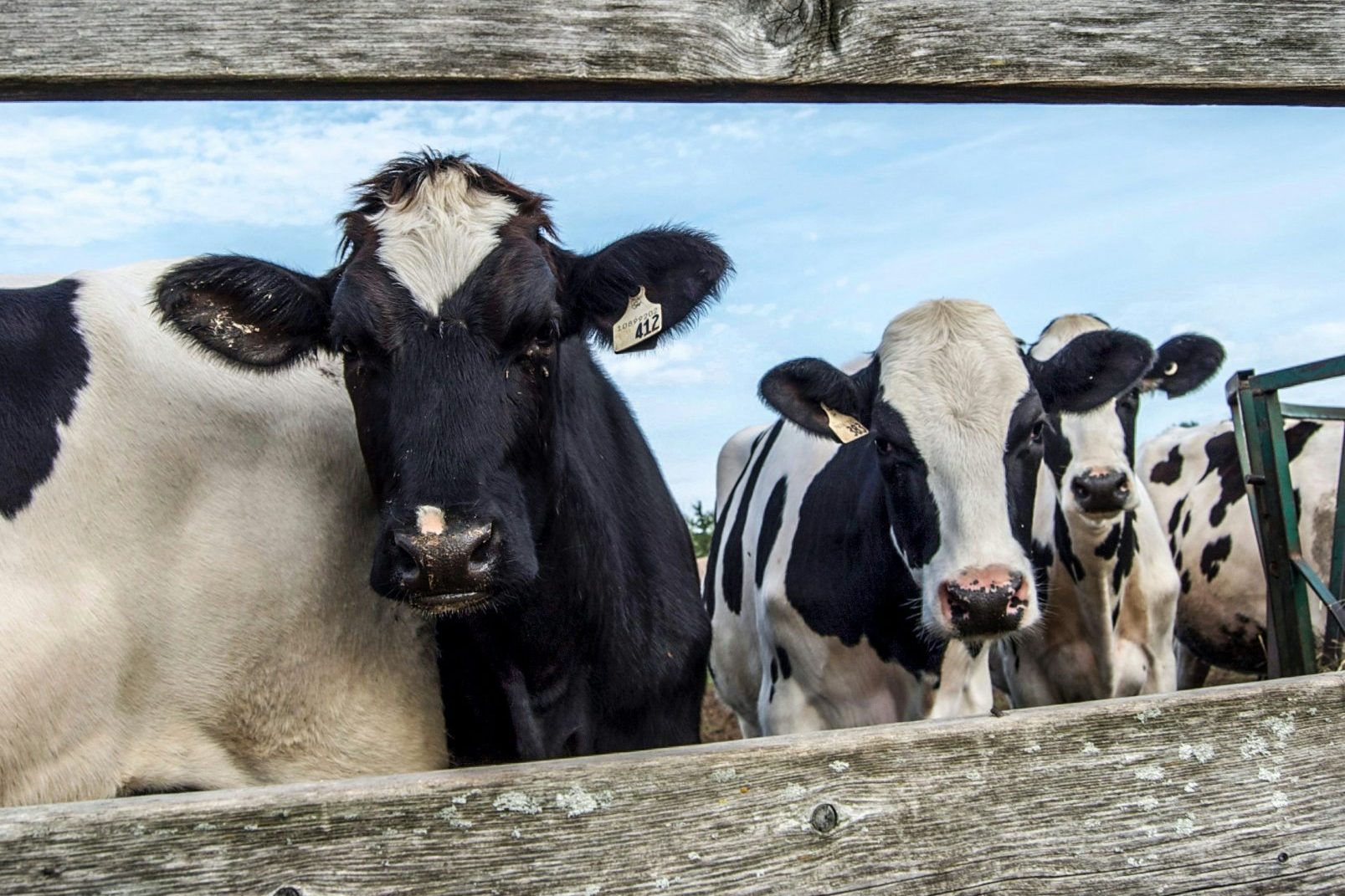 A line of Holstein cows behind a wood fence.