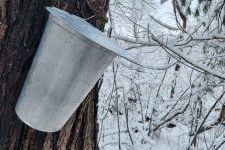 Collection bucket tapped into a tree.